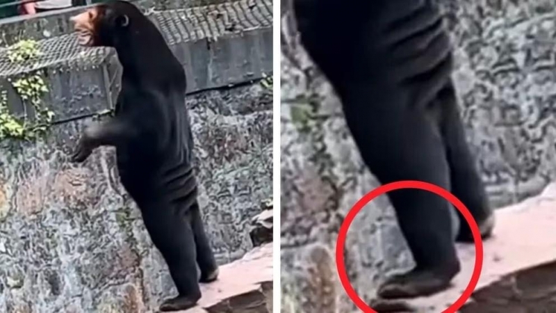 Fotografia dimineții - O grădină zoologică din China a dezmințit că urșii găzduiți ar fi oameni în costume